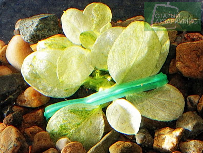 Anubias nana Broad White- Анубиас нана белый широколистный | Московские ...