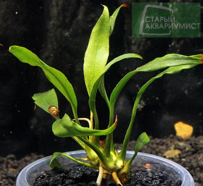 Anubias minima "Dragon Claw" Анубиас минима Клык Дракона Московские Аквариумные Растения