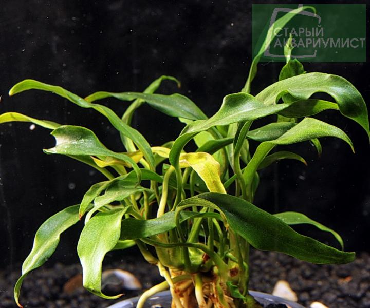 Anubias minima "Dragon Claw" Анубиас минима Клык Дракона Московские Аквариумные Растения