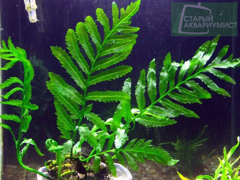 Bolbitis heudelotii- Болбитис Геделоти | Московские Аквариумные Растения