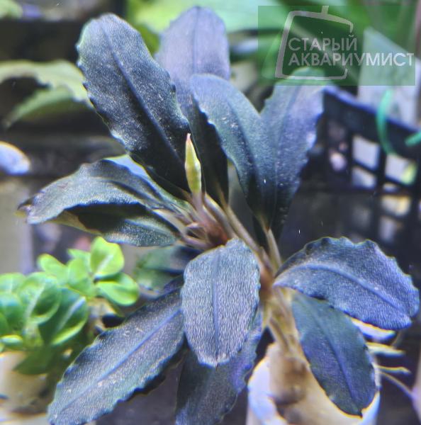 Bucephalandra sp. Brownie ghost-Буцефаландра Призрак Брауни ...