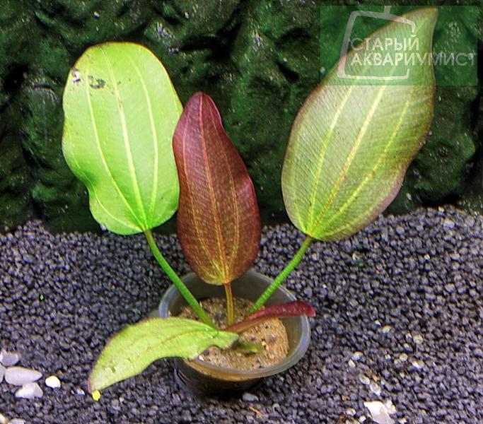 Echinodorus Вторжение | Московские Аквариумные Растения