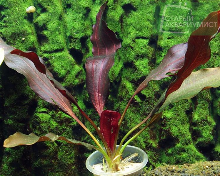 Echinodorus Мичуринец