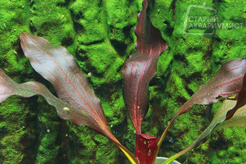 Echinodorus Мичуринец