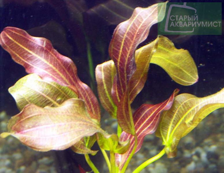 Echinodorus Reni- Эхинодорус Рени | Московские Аквариумные Растения