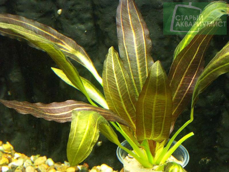 Echinodorus Rubin- Эхинодорус Рубин | Московские Аквариумные Растения