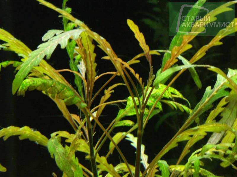 Hygrophila pinnatifida
