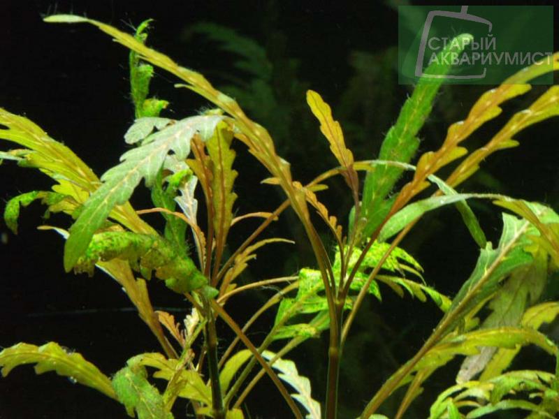 Hygrophila pinnatifida