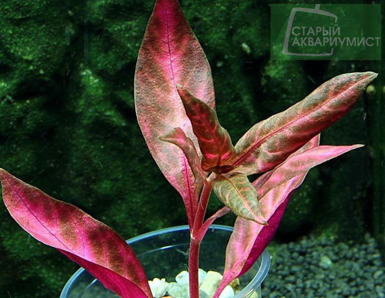 Alternanthera Reineckii Lilacina Variegated