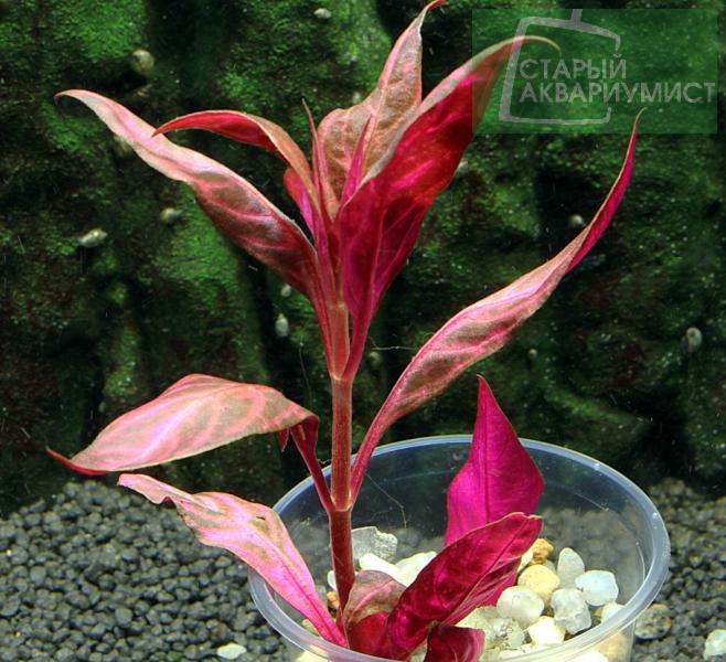 Alternanthera Reineckii Lilacina Variegated