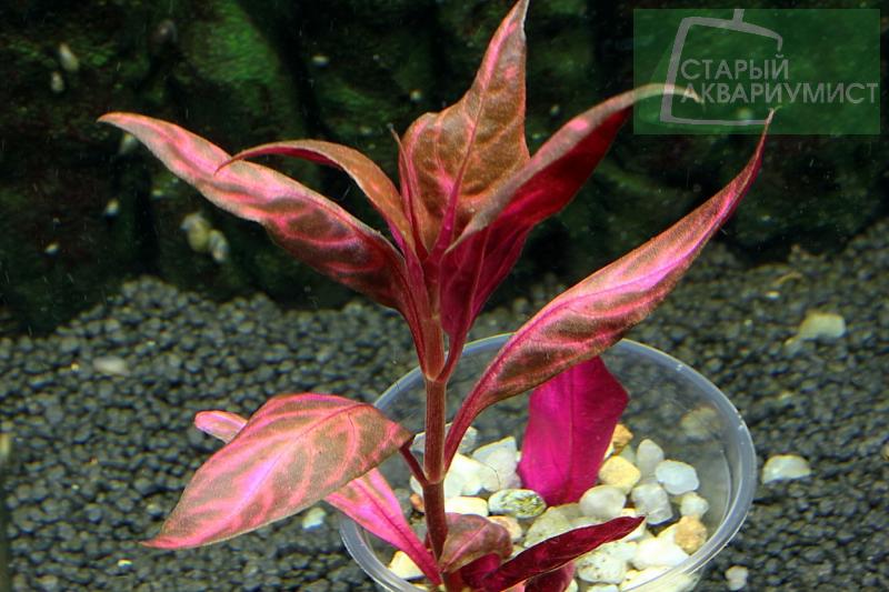 Alternanthera Reineckii Lilacina Variegated