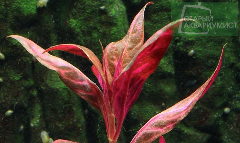 Alternanthera Reineckii Lilacina Variegated