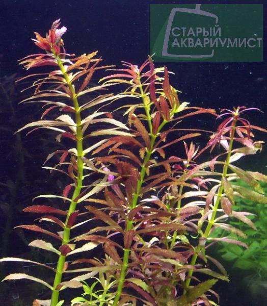 Limnophila aromatica
