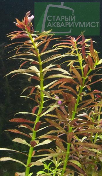 Limnophila aromatica
