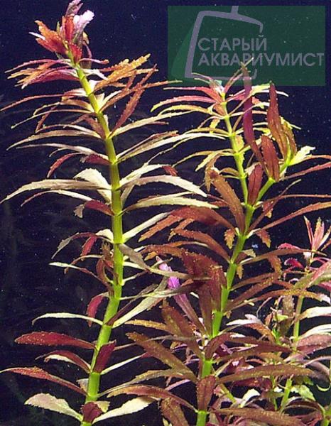 Limnophila aromatica