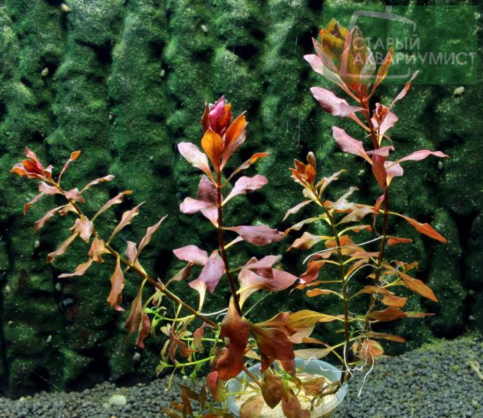 Ludwigia sp. Super Red
