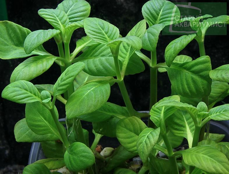 Limnophila Rugosa