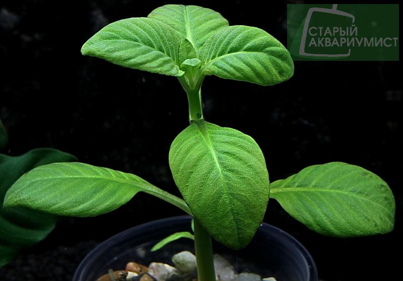 Limnophila Rugosa