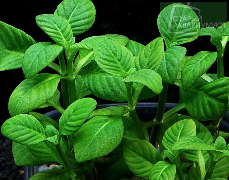 Limnophila Rugosa