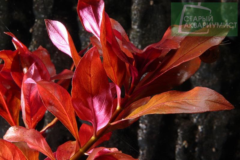 Ludwigia sp Rubin