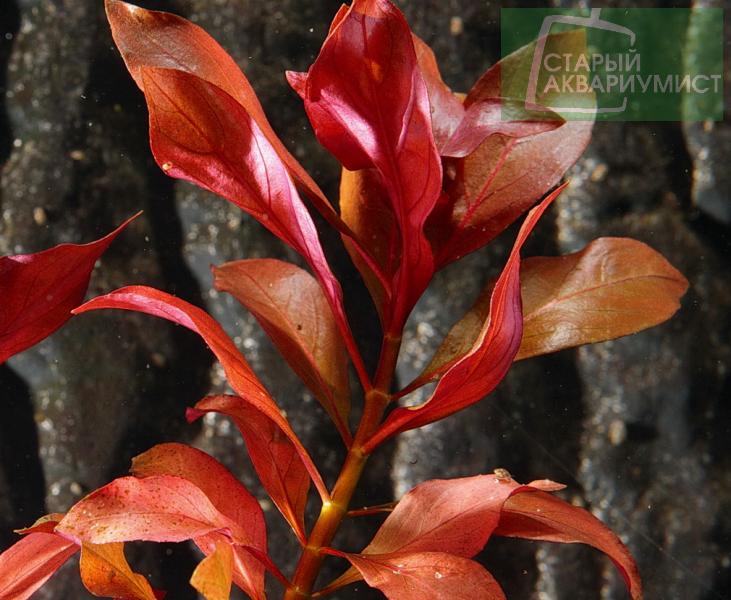 Ludwigia sp Rubin
