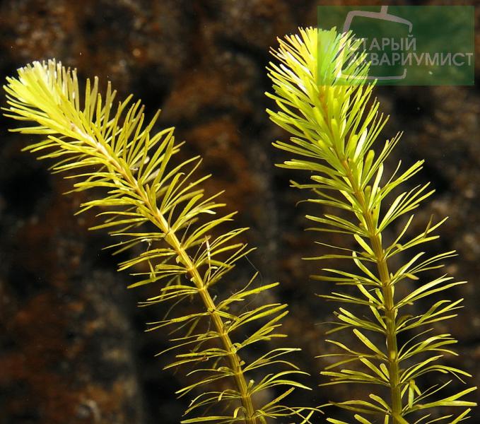 Rotala sp. Bangladesh