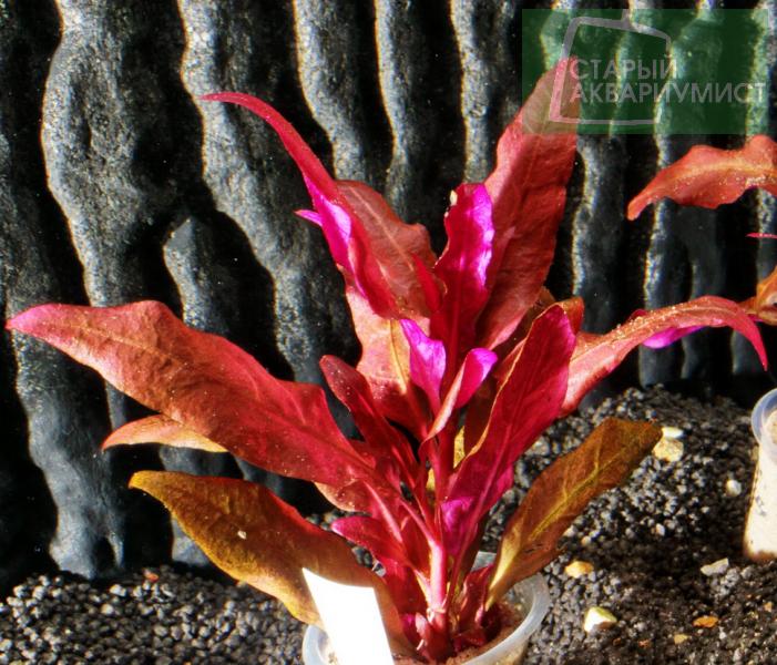 Alternanthera Reineckii Bronze Moskovskie Akvariumnye Rasteniya