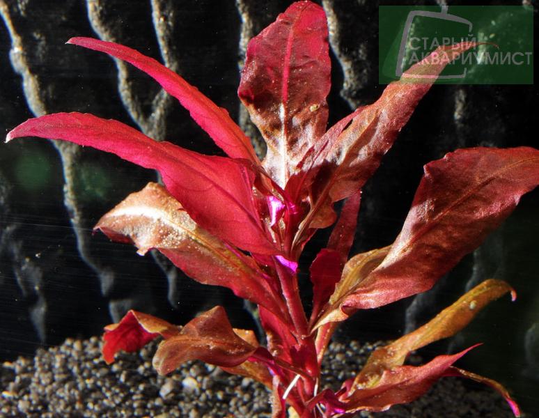 Alternanthera Reineckii Bronze Moskovskie Akvariumnye Rasteniya