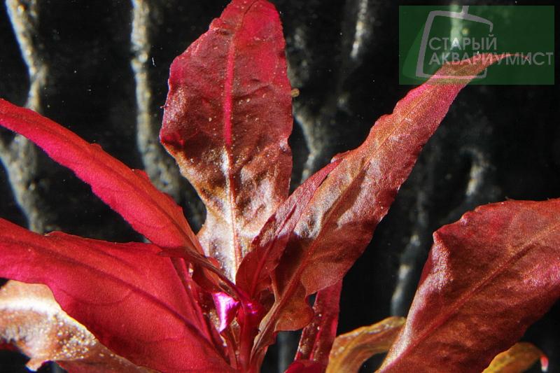 Alternanthera Reineckii Bronze Moskovskie Akvariumnye Rasteniya