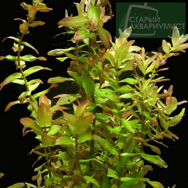Rotala macrandra green