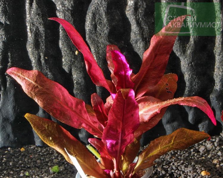 Alternanthera Reineckii Bronze Moskovskie Akvariumnye Rasteniya