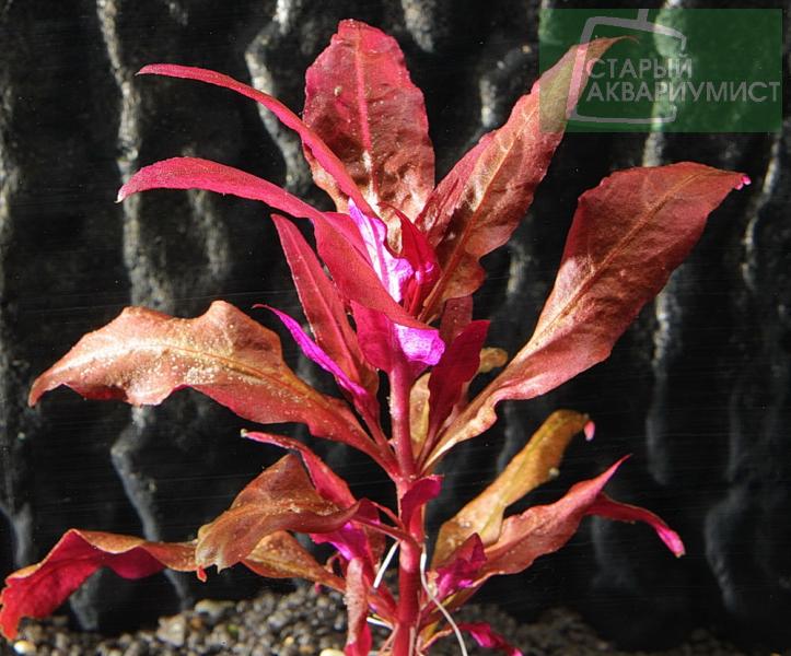Alternanthera Reineckii Bronze Moskovskie Akvariumnye Rasteniya
