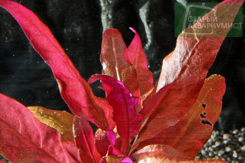 Alternanthera Reineckii Bronze Moskovskie Akvariumnye Rasteniya