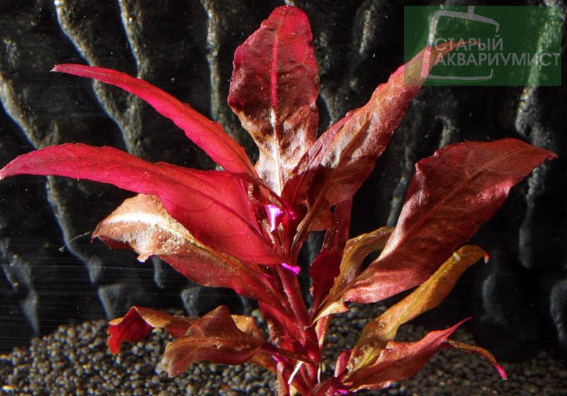 Alternanthera Reineckii Bronze Moskovskie Akvariumnye Rasteniya